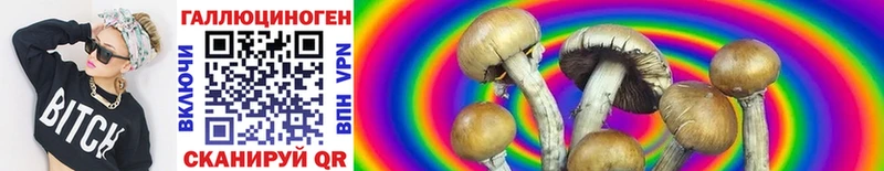 omg ТОР  Электрогорск  Псилоцибиновые грибы Psilocybe 